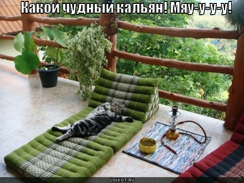 кальян картинки смешные онлайн кальян картинки смешные
