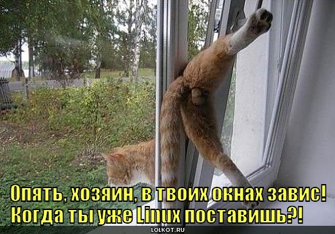 Я снова зависаю один в этих подъездах. Кот застрял. Кошка застряла в окне. Кошка повисла на окне.