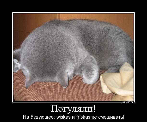 Открытка давайте встретимся. Завтра понедельник кот. Кот под солнцем. Человек радостный. Выходные погуляем.