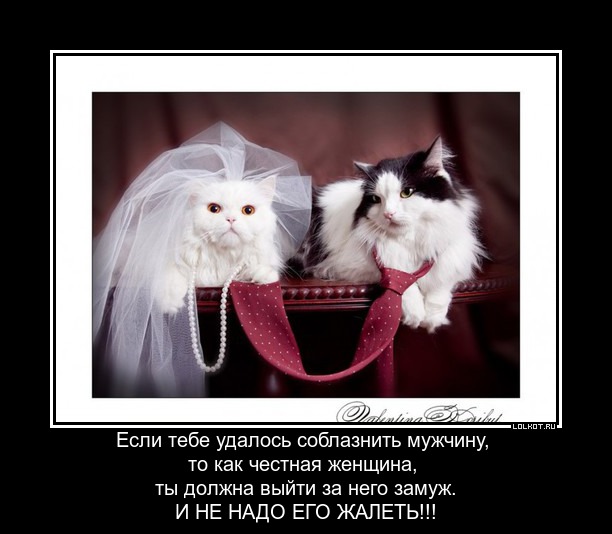 Выходи ка замуж за меня. Коты в свадебных нарядах. Котики жених и невеста. Кот на свадьбе. С днем свадьбы котики.