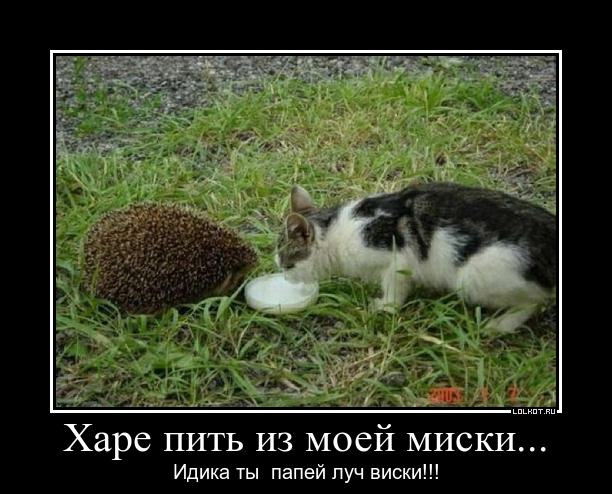 у всех есть такой друг саня. открытки хватит бухать. завтра бухаем. хватит бухать. хватит бухать мем.