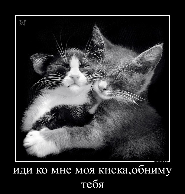 Объемная, обнимающиеся котики картинки с надписями