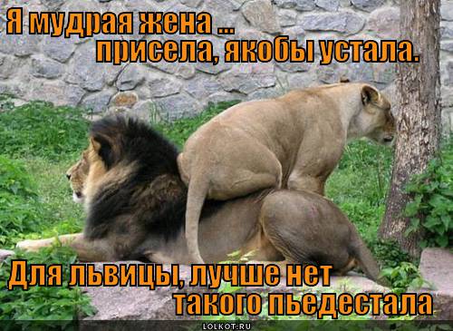 http://lolkot.ru/wp-content/uploads/2013/05/pomudrela-glyanuv-na-pedestal_1367430183.jpg
