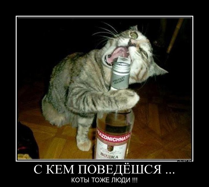 Коты лучше людей Лолкот.Ру