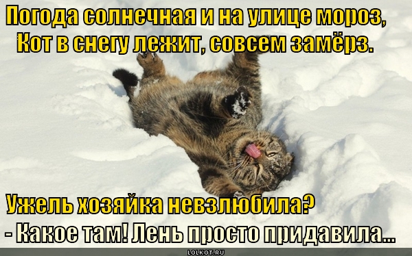 Совсем замерз. Кот и я в снегу лежим картинки. Картинки вы не вымерзли. Мы с котом в снегу лежим картинки. Коротко о погоде картинки Мороз кот батарея.