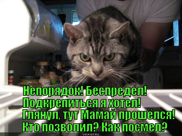 Порядок не тот. Ацтань кот. Ацтань Мем. Ацтань фото. Глупо спалился.