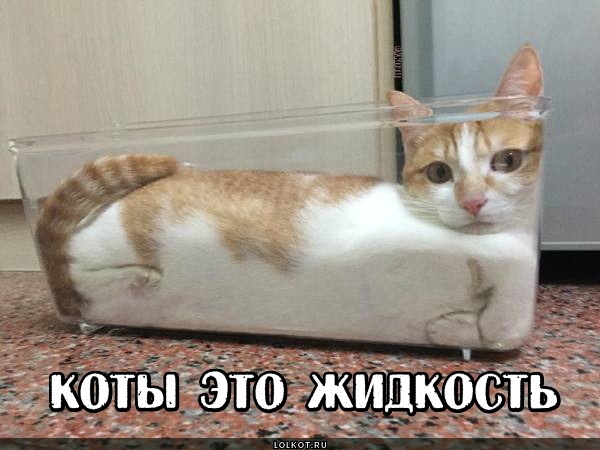Картинки по запросу Жидкие коты