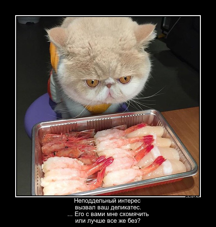 Вид голодного. Котик ест суши. Вид голодного кота.