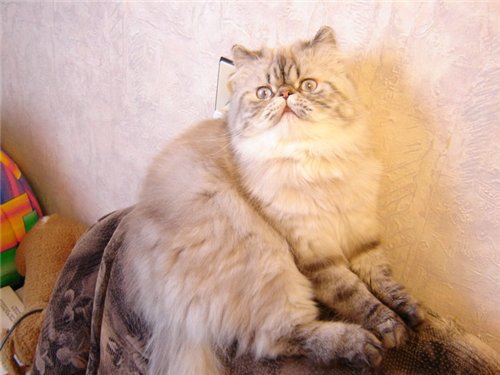 Колорпойнт кошка