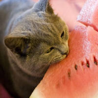 Кот ест арбуз