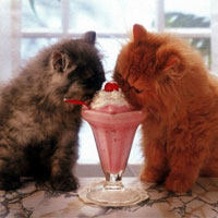 Котики кушают мороженое